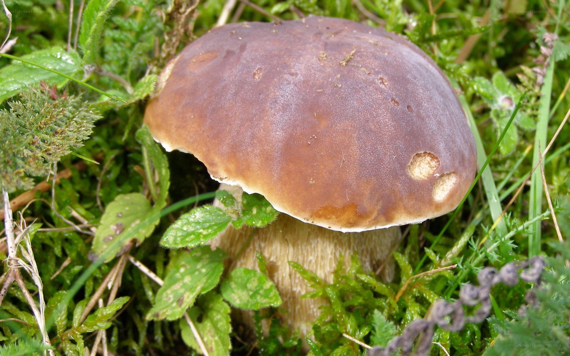 brown mushroom in moss