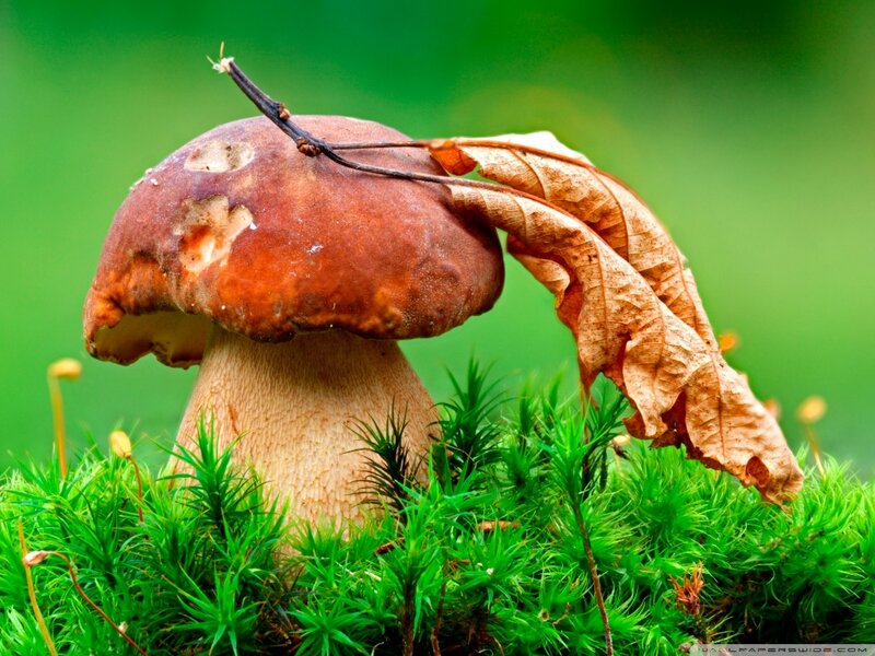 Brown Mushroom in Moss — Green, Natural, Autumn, Photograph
