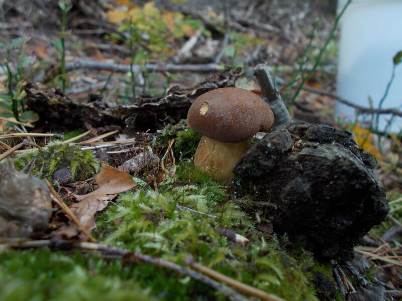 Brown Mushroom in Moss — Green, Natural, Autumn