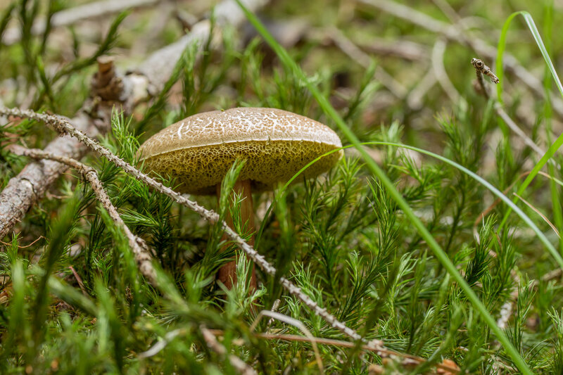 Brown Mushroom in Moss — Green, Natural, Morning, Photograph