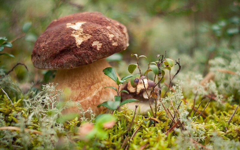 Brown Mushroom in Moss — Green, Natural, Photograph, Plant