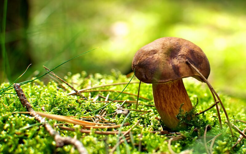 Brown Mushroom in Moss — Green, Serene, Afternoon
