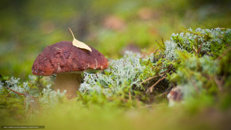 Brown Mushroom in Moss — Green, Serene, Autumn