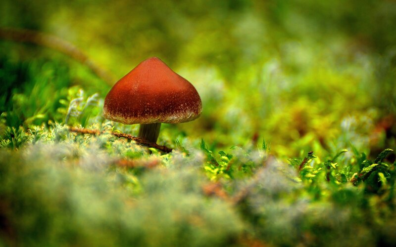 Brown Mushroom in Moss — Green, Serene, Photograph, Forest Floor, Stem