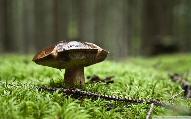 Brown Mushroom in Moss — Green, Serene, Photograph, Forest Floor, Stick