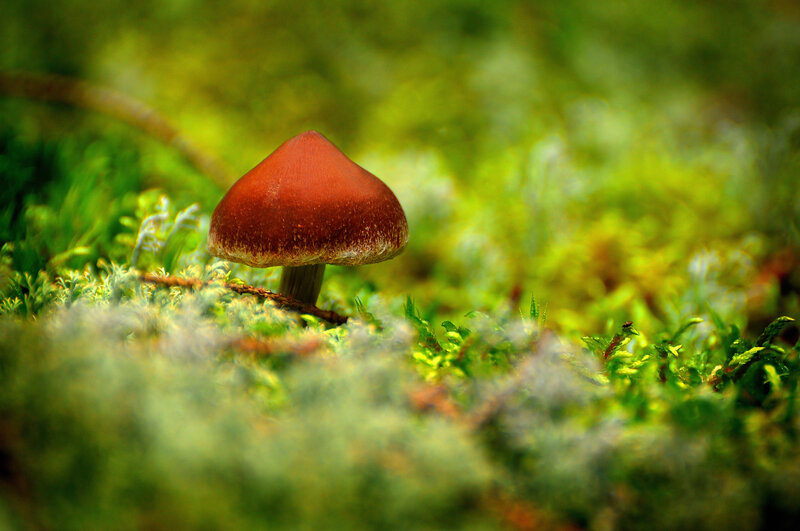 Brown Mushroom in Moss — Green, Serene, Photograph, Forest Floor