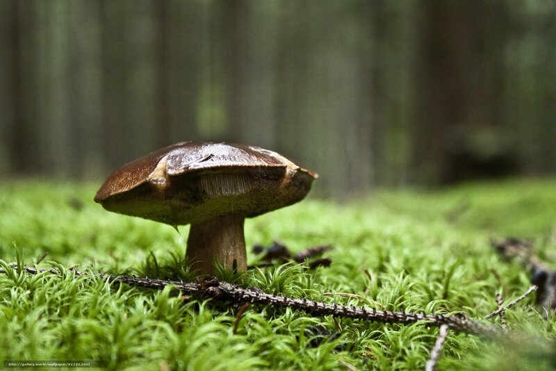 Brown Mushroom in Moss — Green, Serene