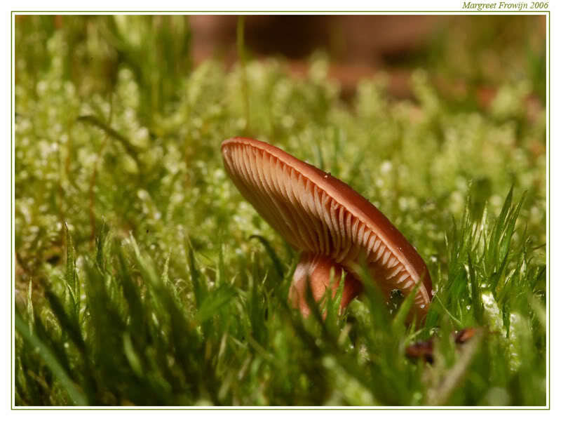 Brown Mushroom in Moss — Green