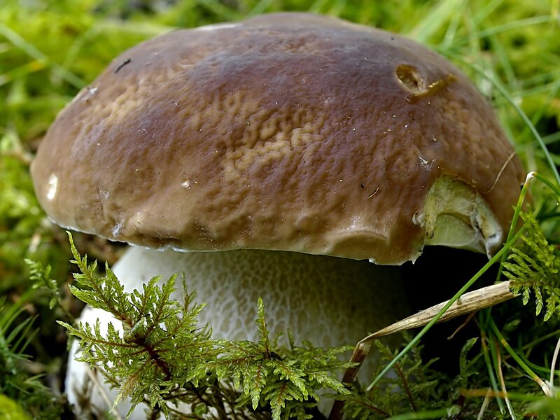 Brown Mushroom in Moss — Natural