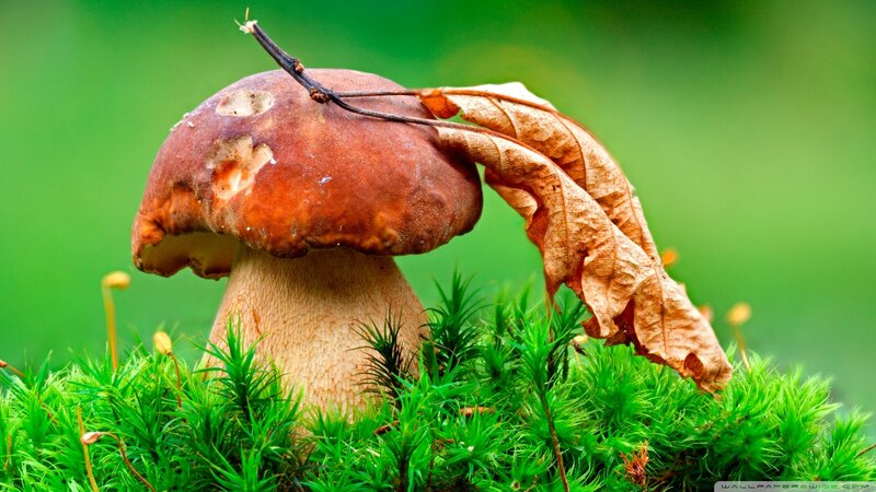 Brown Mushroom in Moss — Photograph