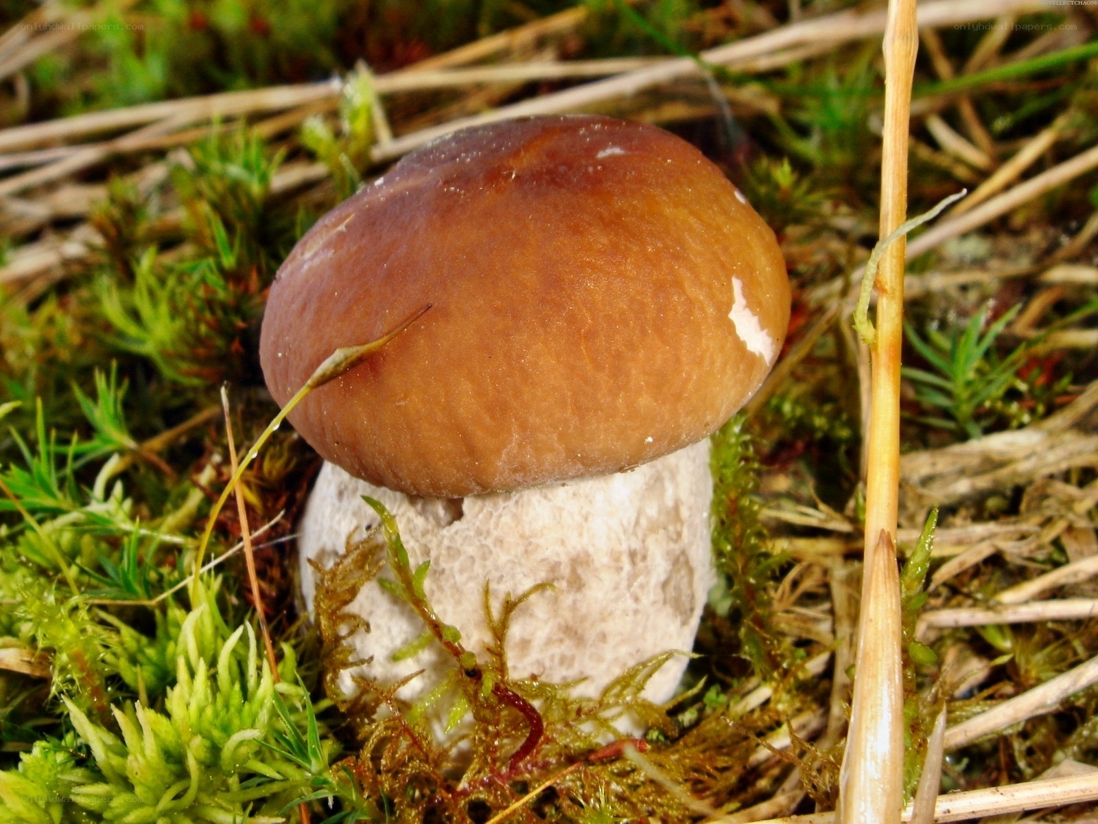 brown mushroom in moss