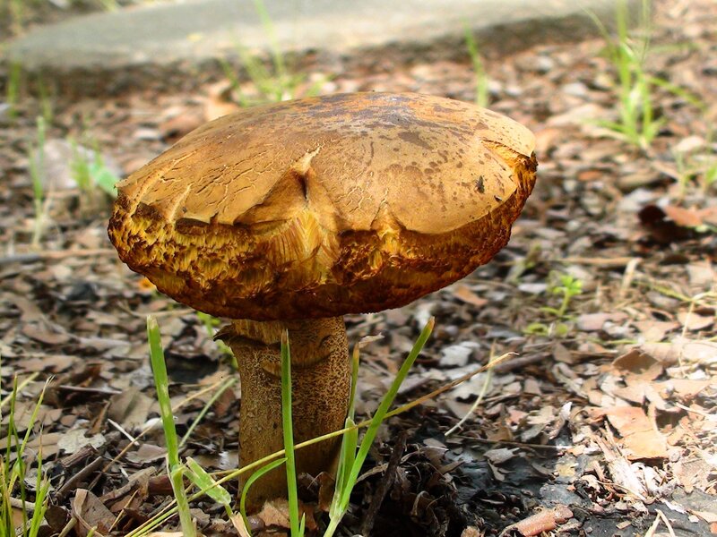 Brown Mushroom in Soil