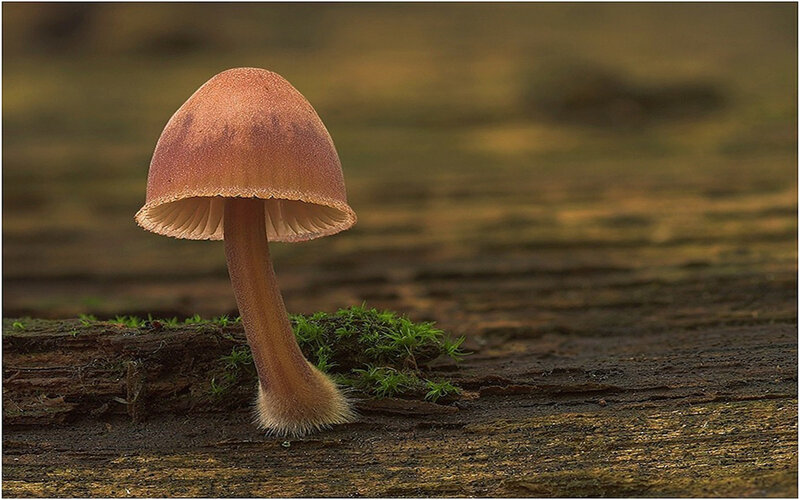 Brown Mushroom on Log — Serene
