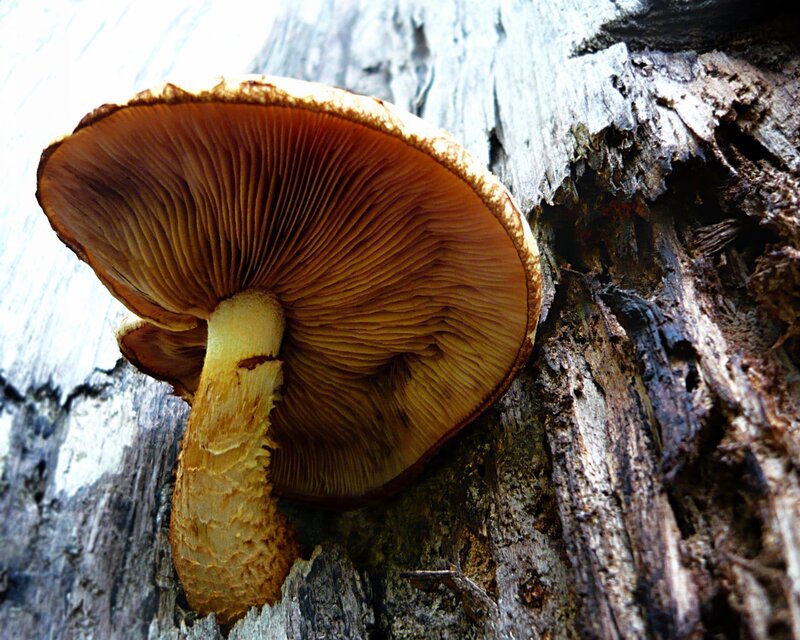 Brown Mushroom on Log