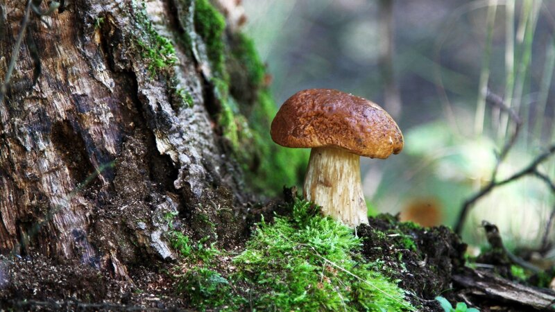 Brown Mushroom on Moss