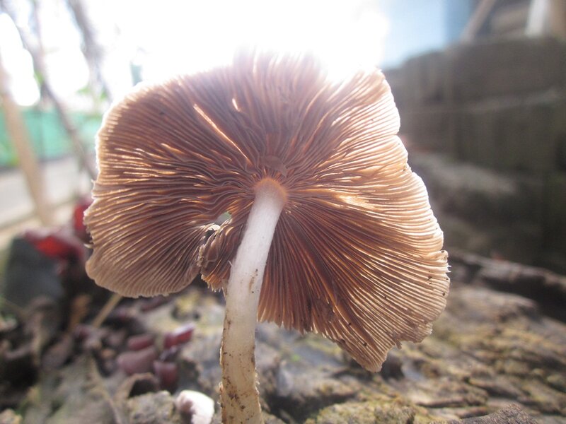 Brown Mushroom Underside