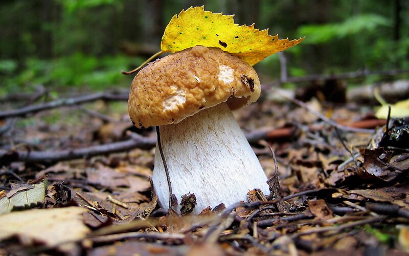 Brown Mushroom with Leaf — Natural