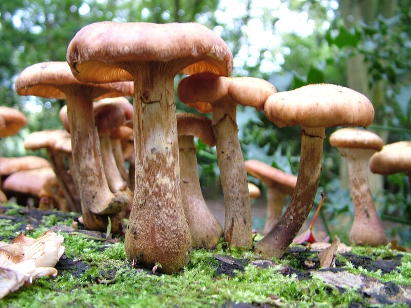Brown Mushrooms in Forest — Green, Natural, Afternoon, Photograph, Moss