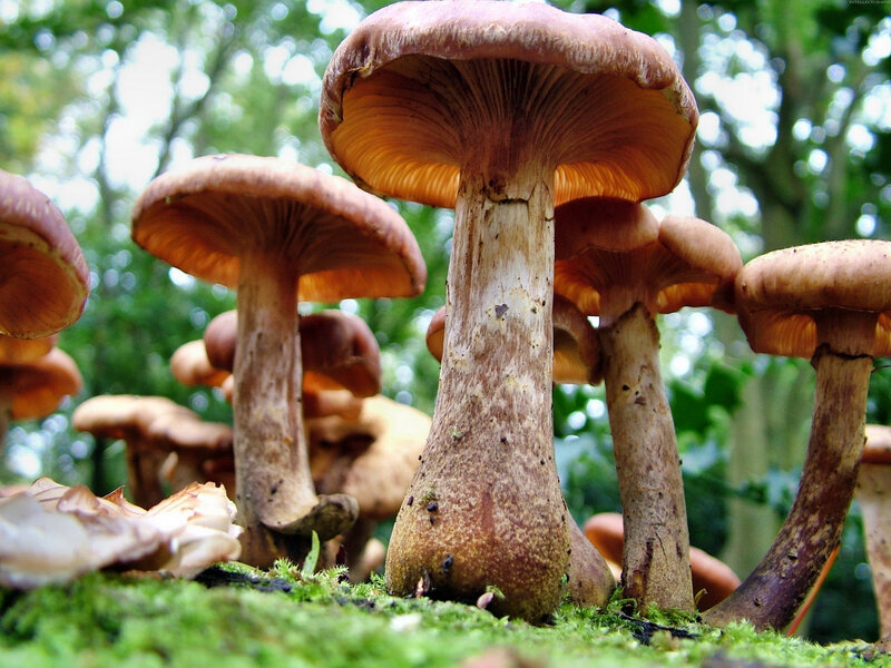 Brown Mushrooms in Forest — Green, Natural, Afternoon, Photograph, Moss, Trees
