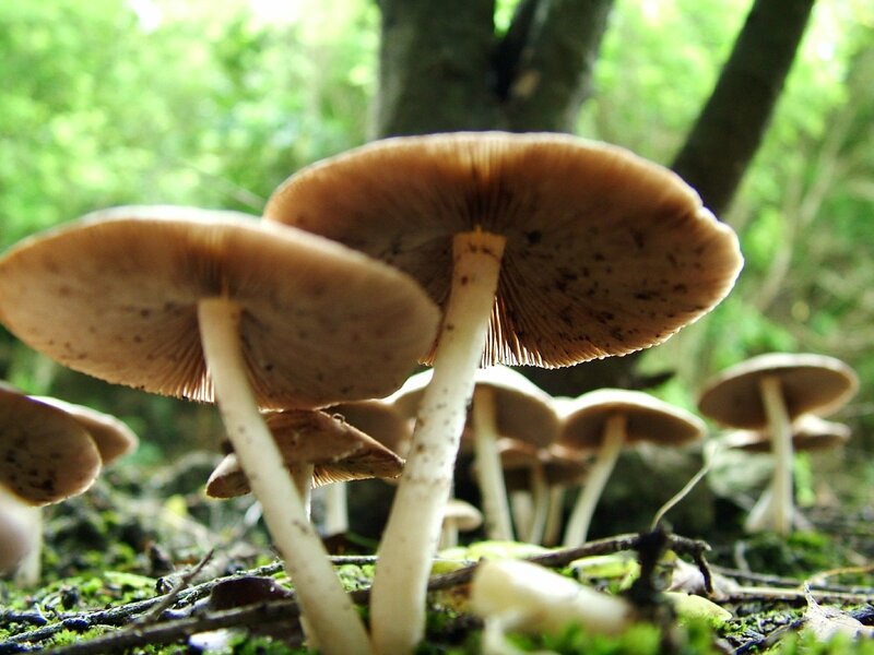Brown Mushrooms in Forest — Green, Natural, Afternoon, Photograph
