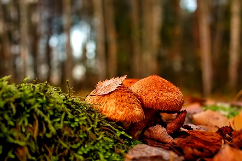 Brown Mushrooms in Forest — Green