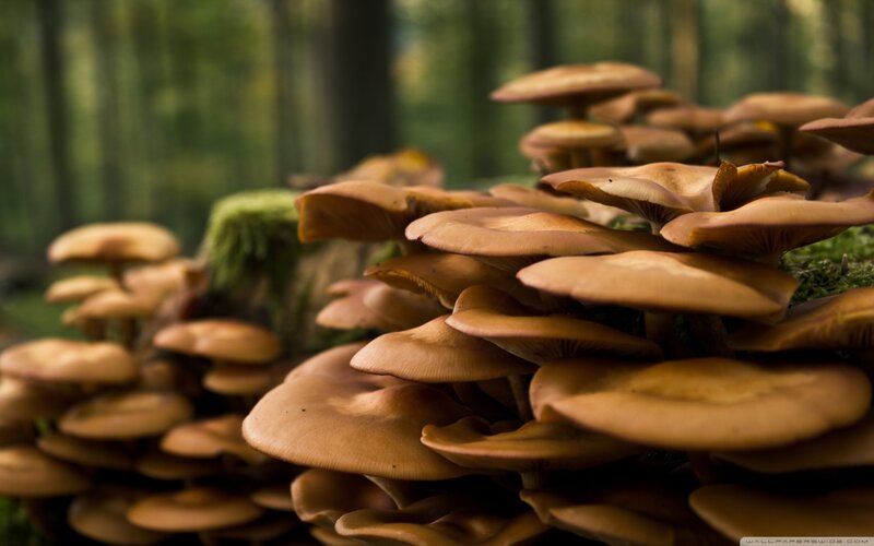 Brown Mushrooms in Forest — Serene