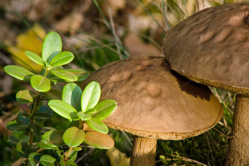 Brown Mushrooms in Forest