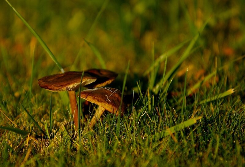 Brown Mushrooms in Grass — Green, Serene, Sunset