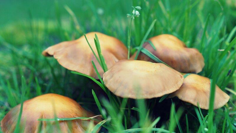 Brown Mushrooms in Grass — Green, Serene