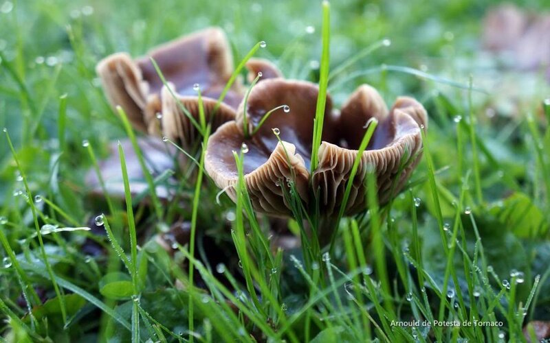 Brown Mushrooms in Grass — Green