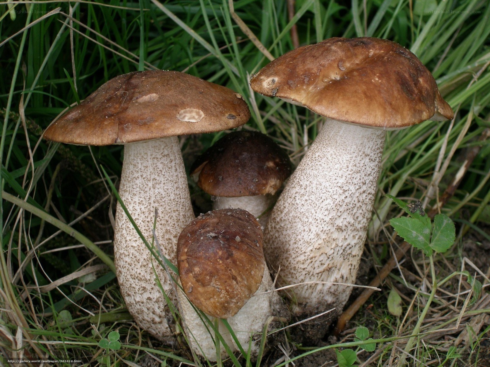 brown mushrooms in grass