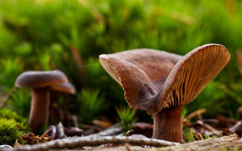 Brown Mushrooms in Moss — Green, Natural