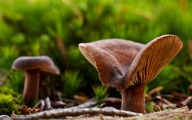 Brown Mushrooms in Moss — Green