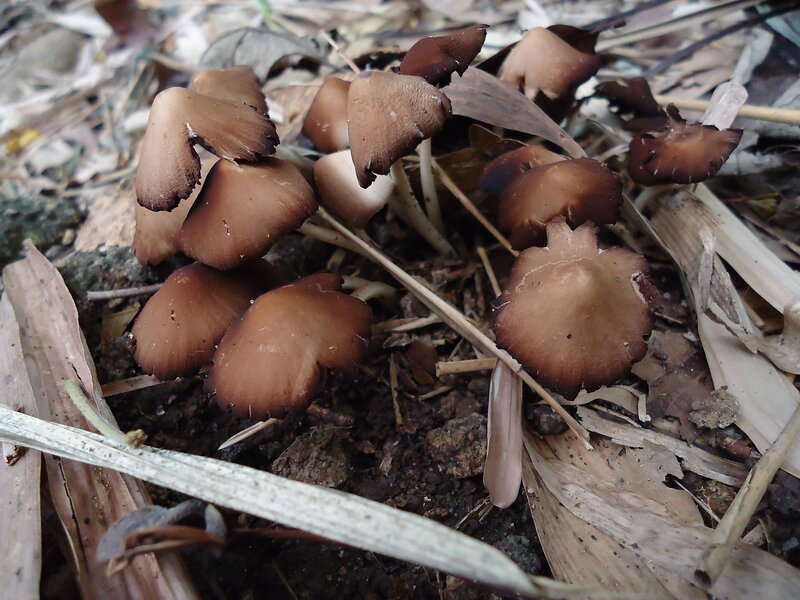 Brown Mushrooms on Forest Floor