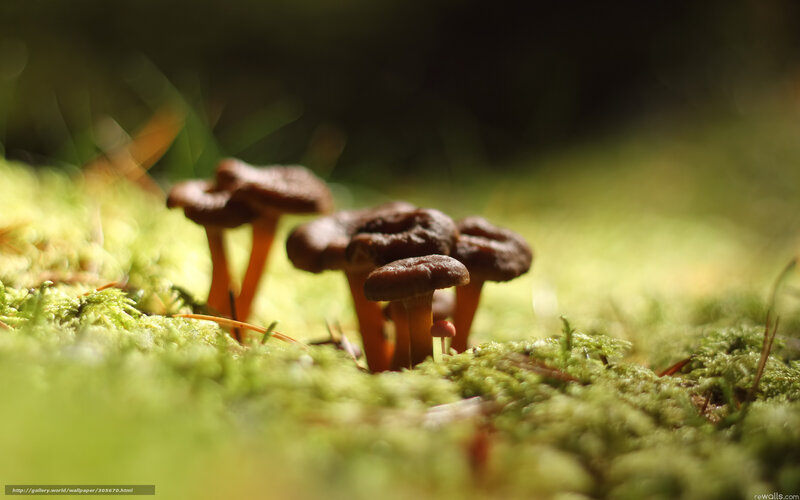 Brown Mushrooms on Moss — Green