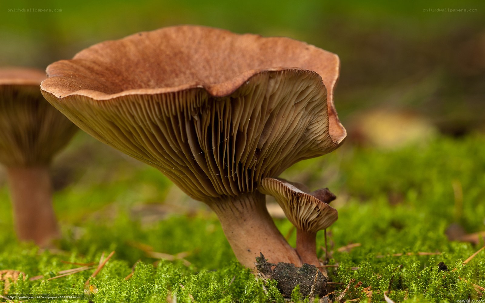 Brown mushrooms on moss