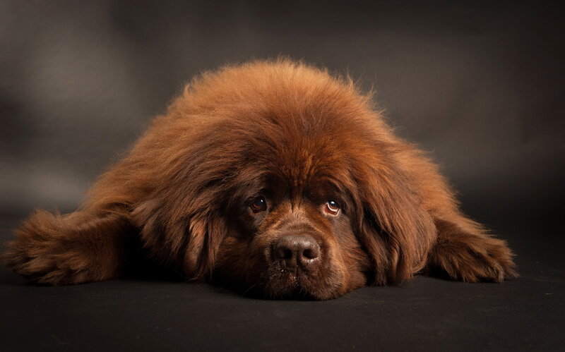 Brown Newfoundland Dog
