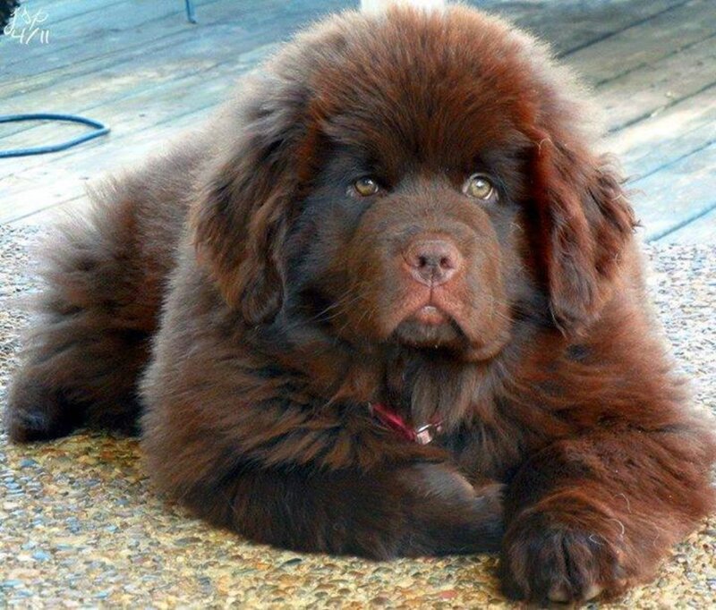 Brown Newfoundland Puppy