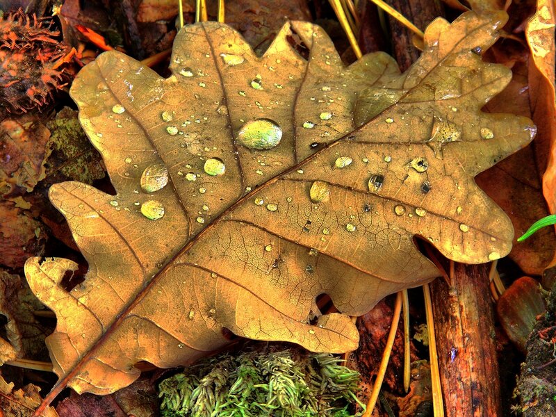Brown Oak Leaf — Natural