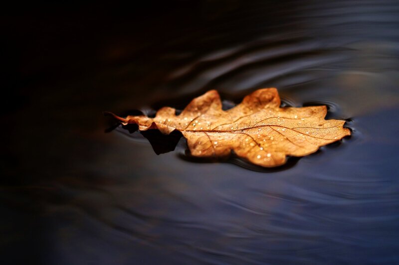 Brown Oak Leaf — Serene