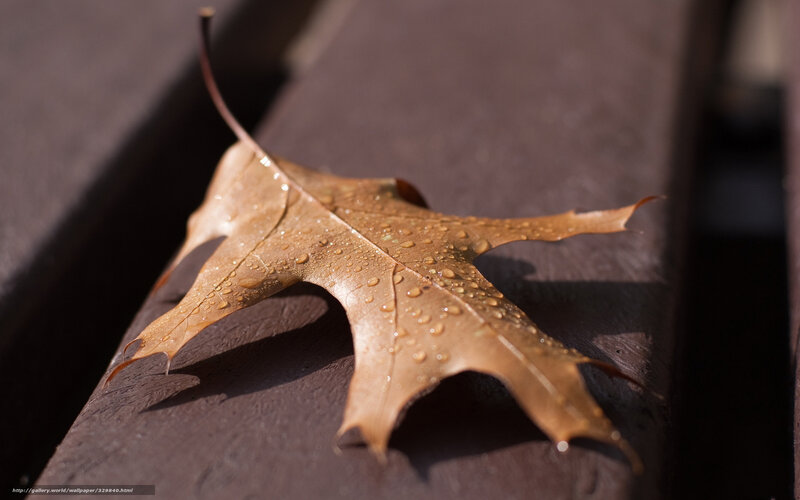 Brown Oak Leaf