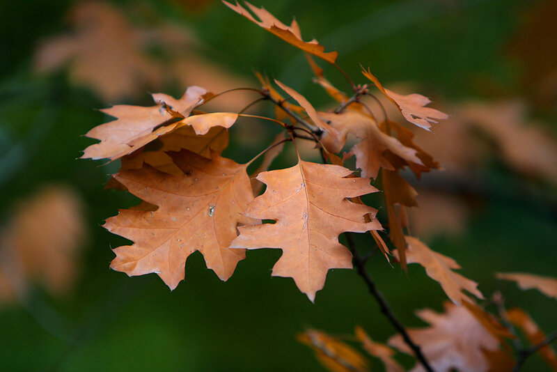 Brown Oak Leaves