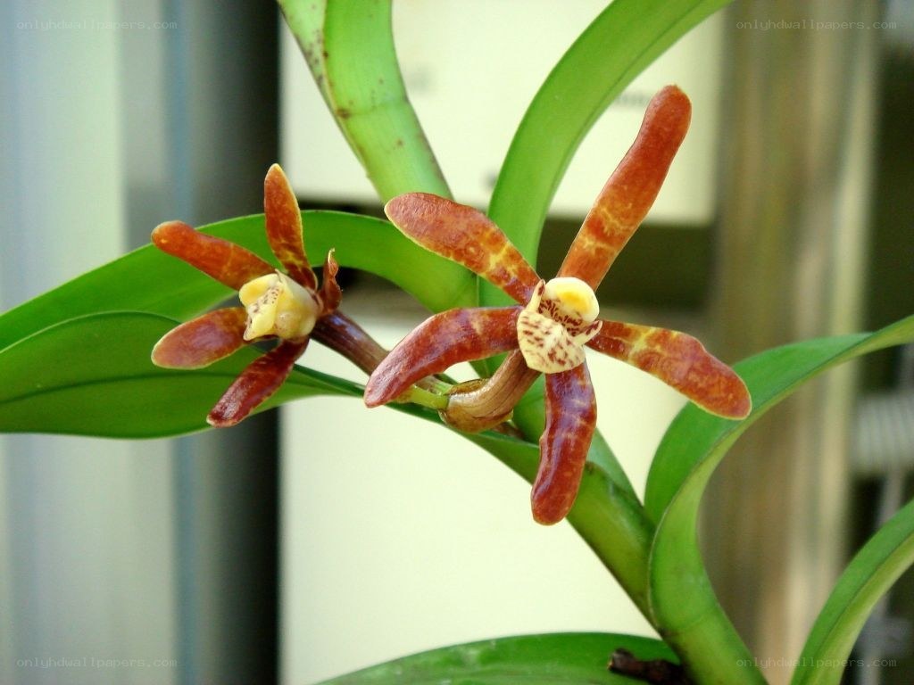 brown orchid flowers