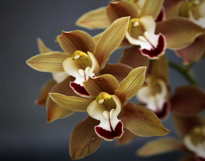 Brown Orchid Flowers — Calm
