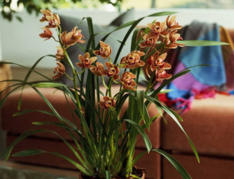 Brown Orchid Flowers — Green