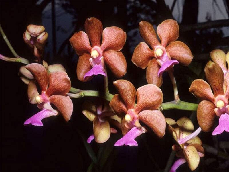 Brown Orchid Flowers — Natural