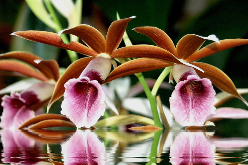 Brown Orchid Flowers — Serene