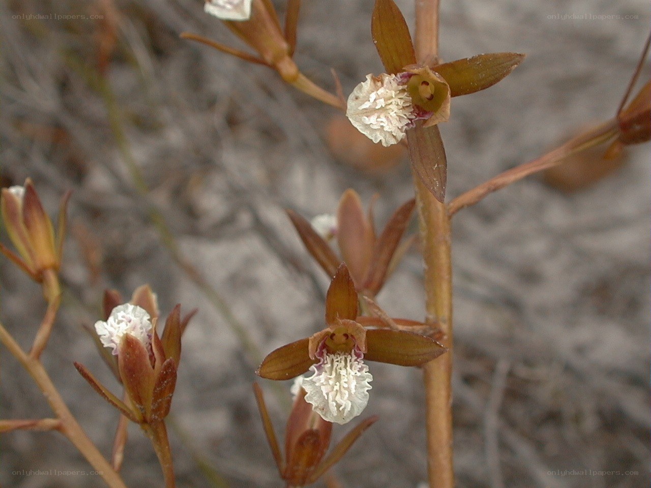 brown orchid flowers