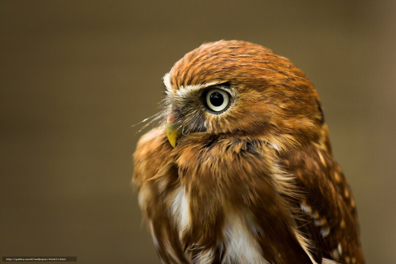 Brown Owl Close-up