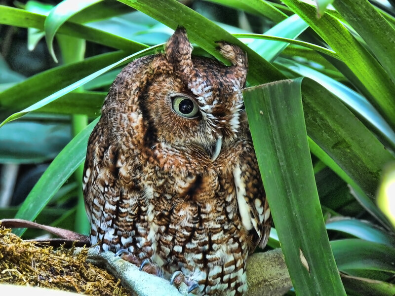 Brown Owl in Foliage — Green, Alert